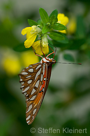 209 Vanille-Falter - Agraulis vanillae